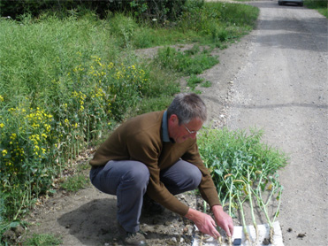 Tiller Roll - Strong long tap root ensure rape pod fill continues as normal during drought - 5 June 2011